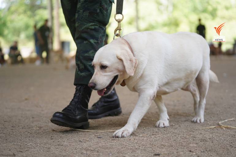 จุ๊บขวัญ  ฮิลม่า  สุนัขทหารประมูลสูงสุด 1.2 แสนบาทสู่บ้านใหม่-เล่นบาคาร่า data789BET