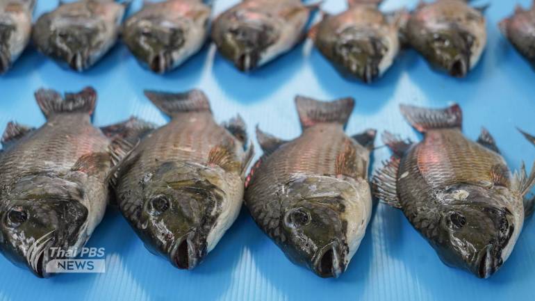 ปลาหมอสีคางดำ ระบาด 13 จังหวัด หนุนเป็นอาหารประจำถิ่น สร้างมูลค่า-เว็บตรง บาคาร่า789BET