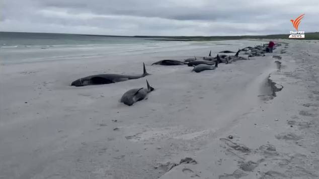 ตายยกฝูง  วาฬนำร่อง  กว่า 70 ตัวเกยตื้นชายหาดสกอตแลนด์-สมัครบาคาร่าเว็บตรง 789bet